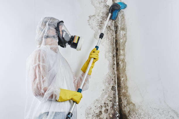 Best Post-Flood Mold Remediation in Racine, WI