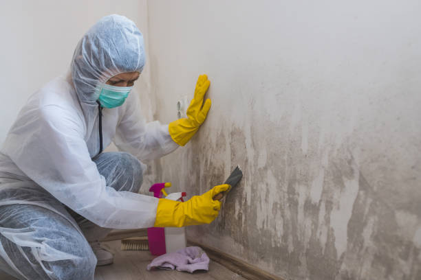 Best Basement Mold Remediation in Racine, WI