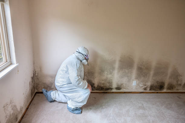 Best Health and Safety Mold Remediation in Racine, WI