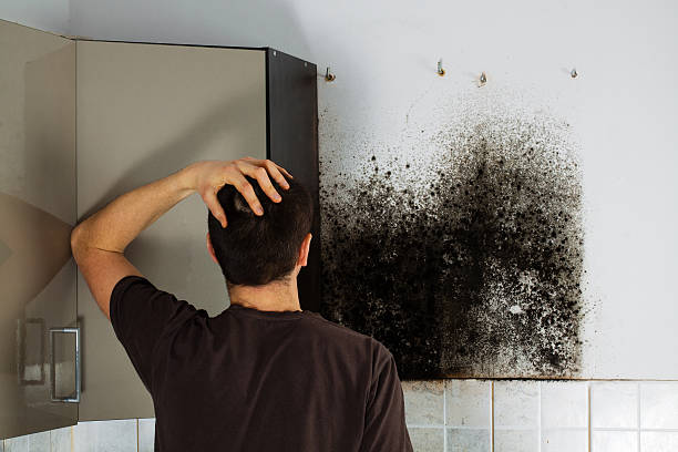 Best HVAC Mold Remediation in Racine, WI