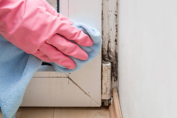 Racine, WI Mold Remediation Company