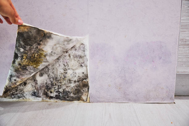 Best Mold Remediation for Specific Building Types in Racine, WI